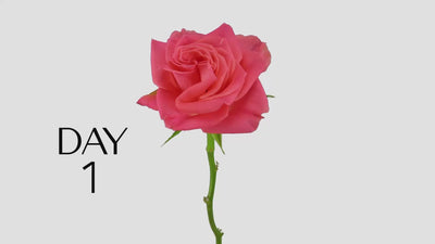 24K Gold Forever Rose